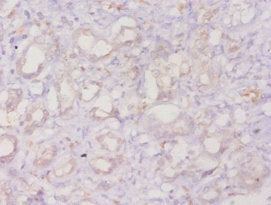 ANXA3 Antibody
