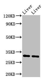 APOA1 Antibody