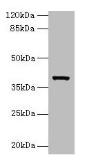 Arg2 Antibody