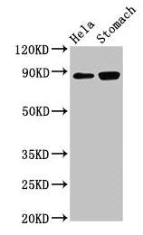 ASAH2 Antibody