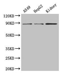 ASPH Antibody