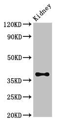 Atoh1 Antibody