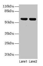 ATP5F1A Antibody