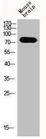 EPN1 Antibody