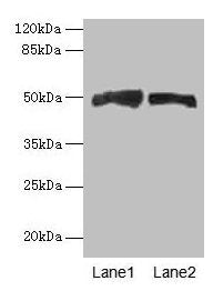 AZIN1 Antibody