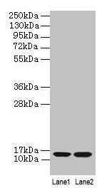 B2M Antibody