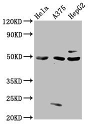 STK24 Antibody