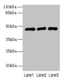 B3GNT2 Antibody