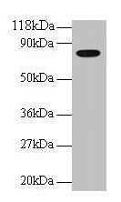 TF Antibody