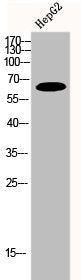 FRS2 Antibody