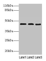 BCAT2 Antibody
