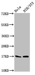 Birc5 Antibody