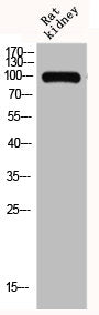 GRIA1 Antibody