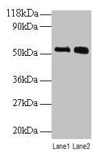 BMP3 Antibody