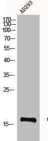 Histone H3 Antibody