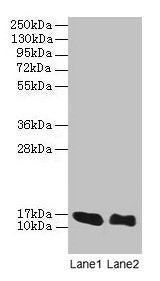 LINC01553 Antibody