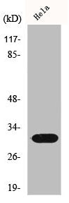 IL1B Antibody