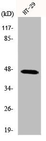 IPMK Antibody