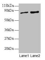 RAB1A Antibody