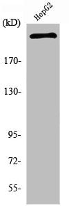 NF1 Antibody