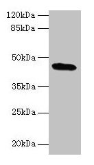 C19orf47 Antibody