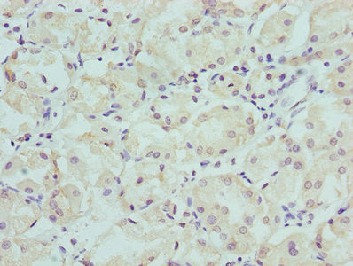 CFAP410 Antibody