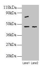 EIF4A2 Antibody