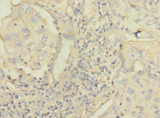 C4BPA Antibody