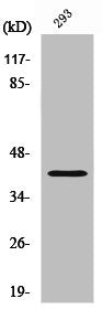SAE1 Antibody