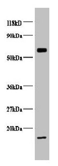 COX5B Antibody