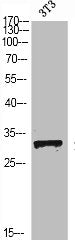 SNAI1 Antibody