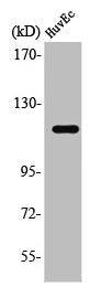 ST18 Antibody