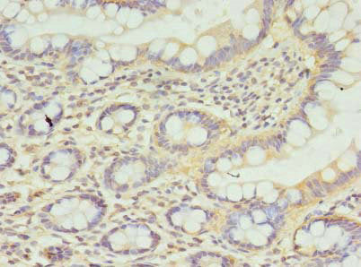 CPED1 Antibody