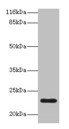 C8G Antibody
