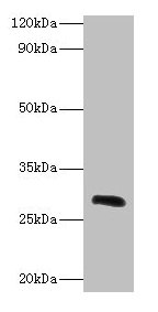 Ca1 Antibody