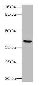 CA12 Antibody