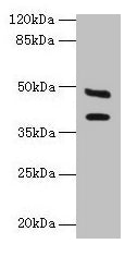 CA12 Antibody