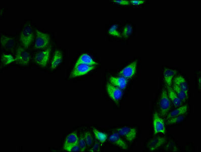 CACNA2D1 Antibody
