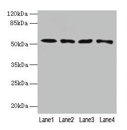 CAP2 Antibody