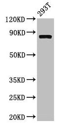 CAPN2 Antibody