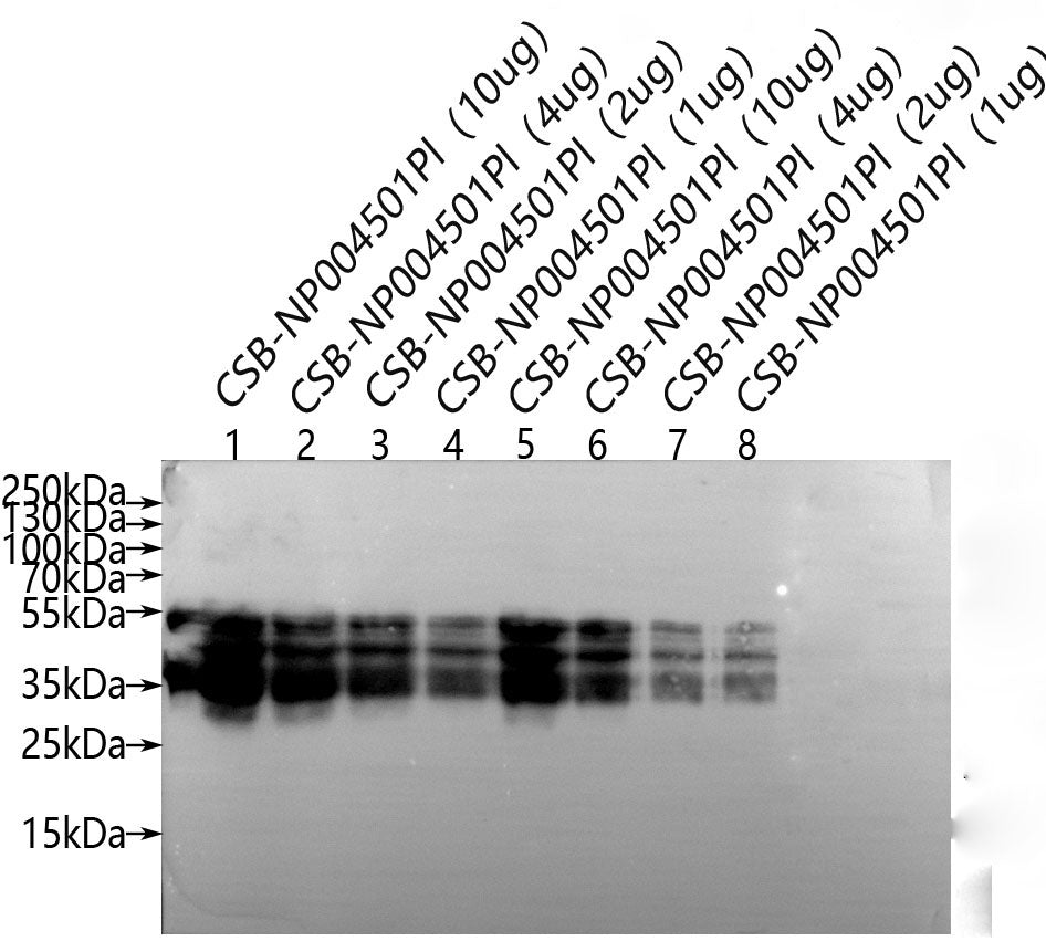 Wheat Gliadin Antibody