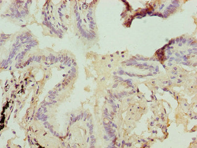 HSBP1 Antibody