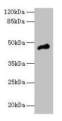 CASQ1 Antibody