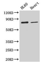 CAST Antibody