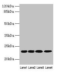 CBX5 Antibody