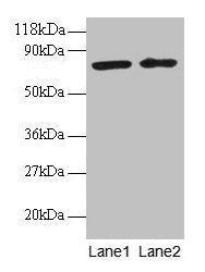 BLOC1S1 Antibody