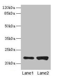 CDC42 Antibody