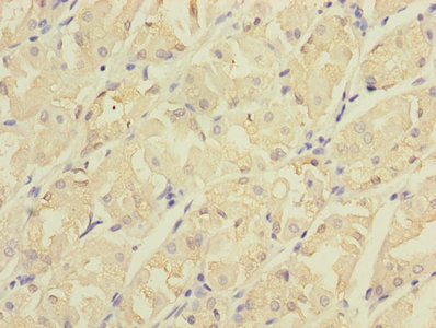 CDC42EP2 Antibody