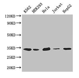 CDK2 Antibody