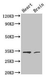 CDK5 Antibody
